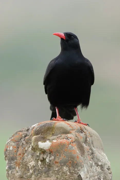 Framed Print : Red-billed chough (Pyrrhocorax pyrrhocorax) portrait, Navarre, Spain. April Framed Print : Red-billed chough (Pyrrhocorax pyrrhocorax) portrait, Navarre, Spain. April