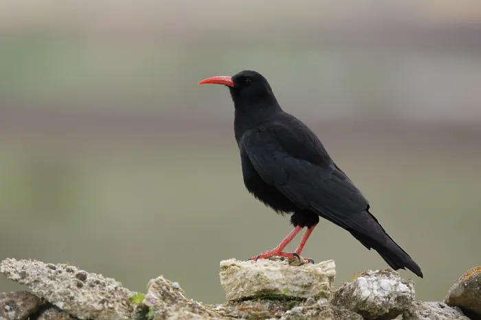 Framed Print : Red-billed chough (Pyrrhocorax pyrrhocorax) portrait, Navarre, Spain. April Framed Print : Red-billed chough (Pyrrhocorax pyrrhocorax) portrait, Navarre, Spain. April