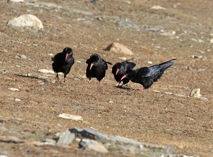 Framed Print : Four Red-billed choughs (Pyrrhocorax pyrrhocorax) foraging on dry ground, Dras, Kargil District, Ladakh, India Framed Print : Four Red-billed choughs (Pyrrhocorax pyrrhocorax) foraging on dry ground, Dras, Kargil District, Ladakh, India
