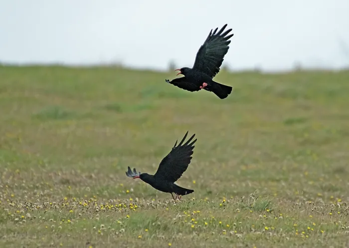 Framed Print : Red-billed choughs (Pyrrhocorax pyrrhocorax) pair in flight, male calling, Bel Mullet, County Mayo, Republic of Ireland. August Framed Print : Red-billed choughs (Pyrrhocorax pyrrhocorax) pair in flight, male calling, Bel Mullet, County Mayo, Republic of Ireland. August