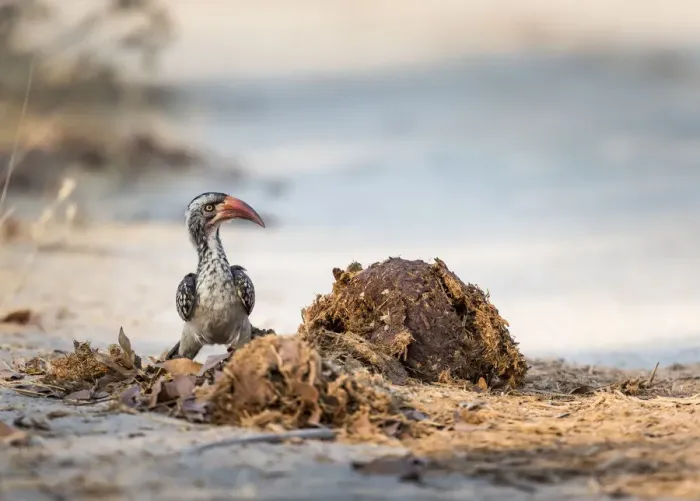 Framed Print : Red-billed hornbill (Tockus erythrorhynchus) examines a pile elephant dung for a Framed Print : Red-billed hornbill (Tockus erythrorhynchus) examines a pile elephant dung for a