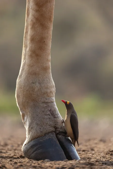 Framed Print : Red-billed oxpecker (Buphagus erythrorynchus) perched on Giraffe (Giraffa camelopardalis) hoof, Zimanga game reserve, South Africa Framed Print : Red-billed oxpecker (Buphagus erythrorynchus) perched on Giraffe (Giraffa camelopardalis) hoof, Zimanga game reserve, South Africa