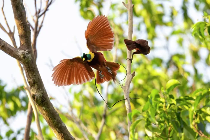 Framed Print : Red bird of paradise (Paradisaea rubra) male, perched on dead branch displaying with female behind, Waigeo Island, Raja Ampat, West Papua, Indonesia