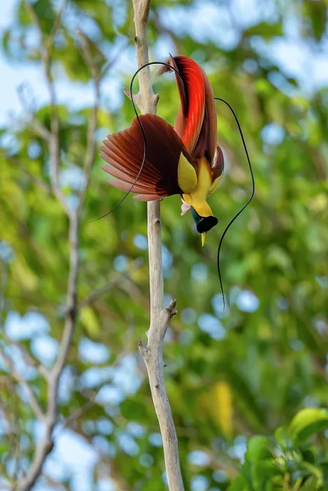 Framed Print : Red bird of paradise (Paradisaea rubra) male, perched on dead branch, displaying, Waigeo Island, Raja Ampat, West Papua, Indonesia