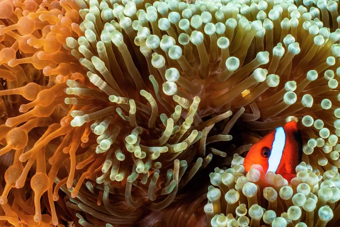 Framed Print : Red and black anemonefish (Amphiprion melanopus) resting among the tentacles of Bulb tentacle sea anemone (Entacmaea quadricolor) on a coral reef, Misool, Raja Ampat, West Papua Framed Print : Red and black anemonefish (Amphiprion melanopus) resting among the tentacles of Bulb tentacle sea anemone (Entacmaea quadricolor) on a coral reef, Misool, Raja Ampat, West Papua