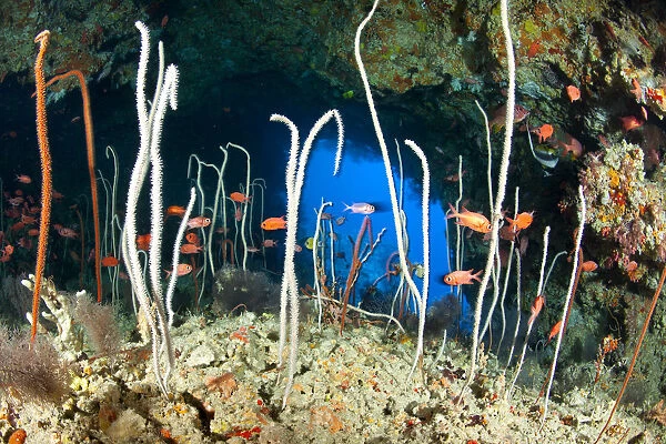 Red  /  Blotcheye soldierfish (Myripristis murdjan) and sea whips coral, Junceella at Fotteyo caves