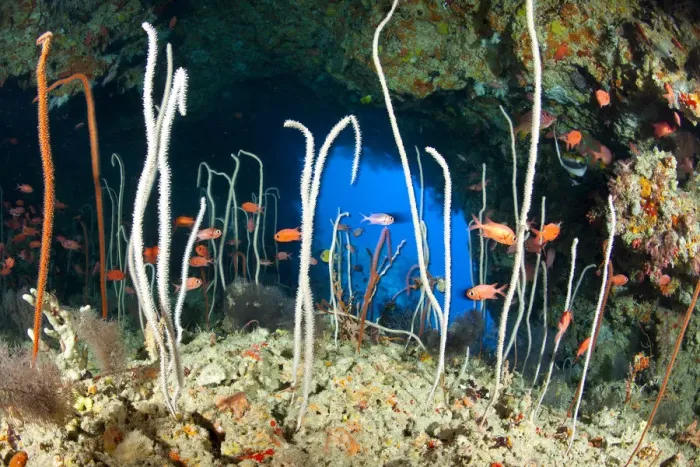 Framed Print : Red / Blotcheye soldierfish (Myripristis murdjan) and sea whips coral, Junceella at Fotteyo caves Framed Print : Red / Blotcheye soldierfish (Myripristis murdjan) and sea whips coral, Junceella at Fotteyo caves
