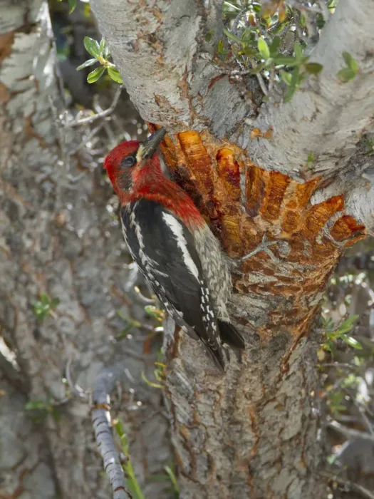 Framed Print : Red-breasted sapsucker (Sphyrapicus ruber) adult feeding on tree sap from shallow Framed Print : Red-breasted sapsucker (Sphyrapicus ruber) adult feeding on tree sap from shallow