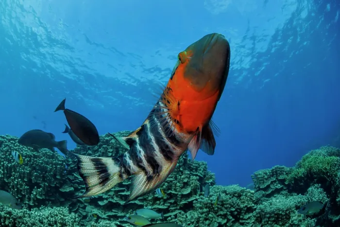 Framed Print : Red-breasted wrasse (Cheilinus fasciatus) swimming over coral reef, Guam, Federated States of Micronesia, Pacific Ocean Framed Print : Red-breasted wrasse (Cheilinus fasciatus) swimming over coral reef, Guam, Federated States of Micronesia, Pacific Ocean