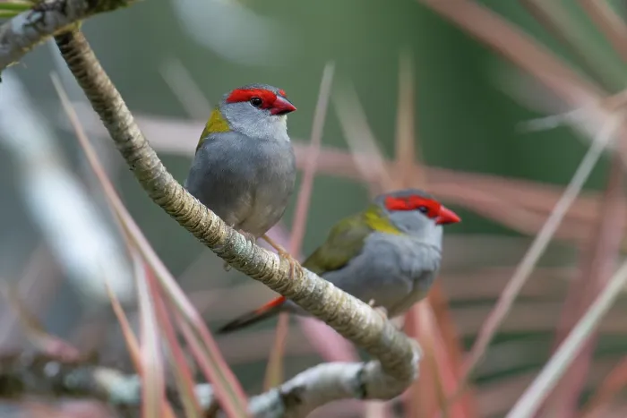 Framed Print : Two Red-browed finches (Neochima temporalis) perched on branch, Wet Tropics World Heritage, Lake Eacham, Queensland, Australia Framed Print : Two Red-browed finches (Neochima temporalis) perched on branch, Wet Tropics World Heritage, Lake Eacham, Queensland, Australia