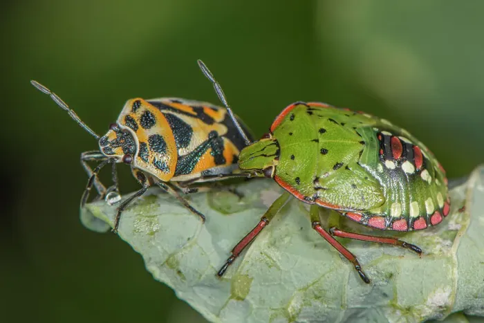 Framed Print : Red cabbage bug (Eurydema ornata) with a Shield bug (Nezara viridula) side by side on a leaf, Umbria, Italy. September