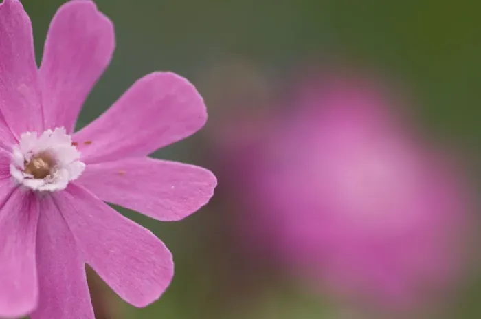 Framed Print : Red campion (Silene dioica) flower, Liechtenstein, June 2009 Framed Print : Red campion (Silene dioica) flower, Liechtenstein, June 2009