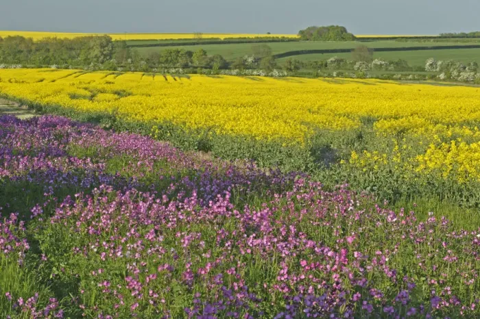Framed Print : Red campion (Silene dioica) flowering in conservation margin next to crop of Oilseed Framed Print : Red campion (Silene dioica) flowering in conservation margin next to crop of Oilseed