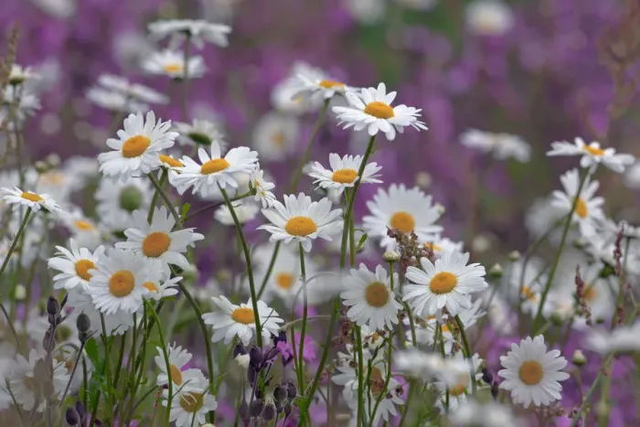 Framed Print : Red campion (Silene dioica) and Oxeye Daises (Leucanthemum vulgare) on field margin Framed Print : Red campion (Silene dioica) and Oxeye Daises (Leucanthemum vulgare) on field margin