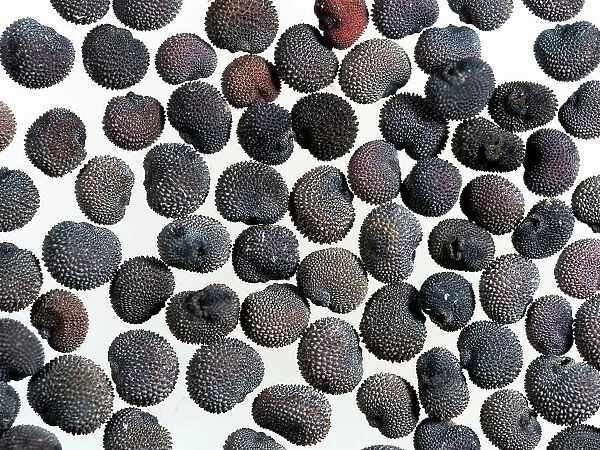Red campion (Silene dioica) seeds, microscopic view