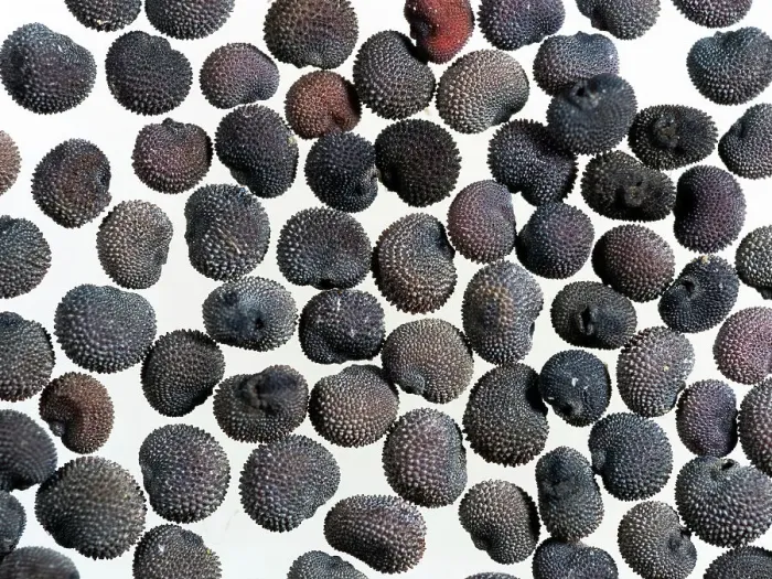 Framed Print : Red campion (Silene dioica) seeds, microscopic view Framed Print : Red campion (Silene dioica) seeds, microscopic view