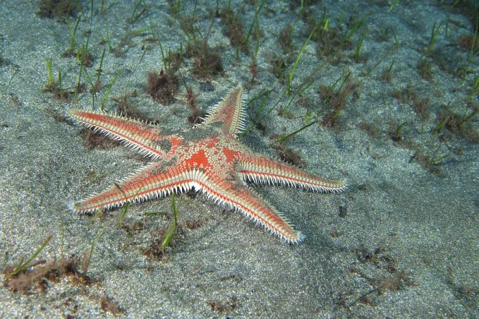 Framed Print : Red comb star (Astropecten aranciacus) on seabed at night, Tenerife, Canary Islands, Atlantic Ocean Framed Print : Red comb star (Astropecten aranciacus) on seabed at night, Tenerife, Canary Islands, Atlantic Ocean