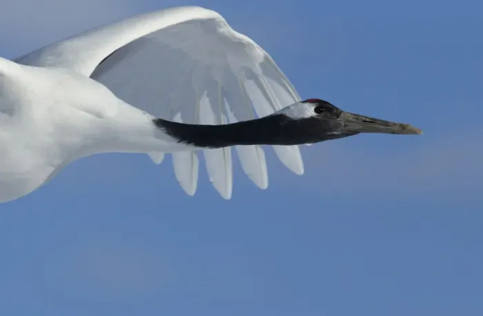 Framed Print : Red-crowned Crane (Grus japonensis) in flight, Hokkaido, Japan, February Framed Print : Red-crowned Crane (Grus japonensis) in flight, Hokkaido, Japan, February