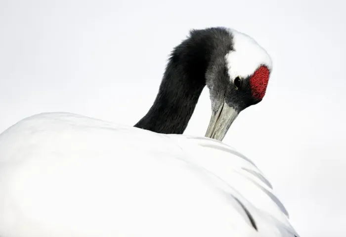 Framed Print : Red-crowned Crane (Grus japonensis) preening in snow, Hokkaido, Japan, February Framed Print : Red-crowned Crane (Grus japonensis) preening in snow, Hokkaido, Japan, February