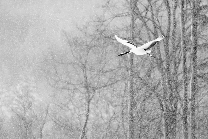 Framed Print : Red-crowned crane (Grus japonicus) in flight in falling snow, Hokkaido Japan. February Framed Print : Red-crowned crane (Grus japonicus) in flight in falling snow, Hokkaido Japan. February