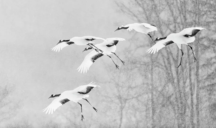 Framed Print : Red-crowned crane (Grus japonicus) flock in flight in falling snow, Hokkaido, Japan. February Framed Print : Red-crowned crane (Grus japonicus) flock in flight in falling snow, Hokkaido, Japan. February