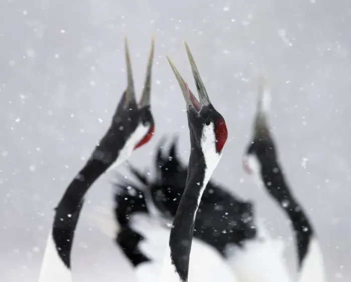 Framed Print : Red-crowned Cranes (Grus japonensis) displaying and calling in snow, Hokkaido, Japan Framed Print : Red-crowned Cranes (Grus japonensis) displaying and calling in snow, Hokkaido, Japan