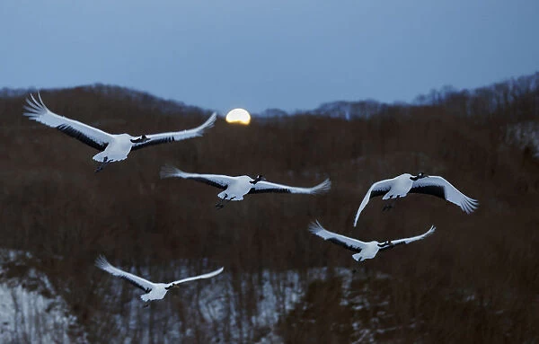 Red-crowned Cranes (Grus japonicus) flying at twilight, Hokkaido, Japan, February