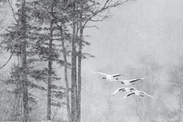 Framed Print : Four Red-crowned cranes (Grus japonicus) in flight in falling snow, Hokkaido, Japan. February