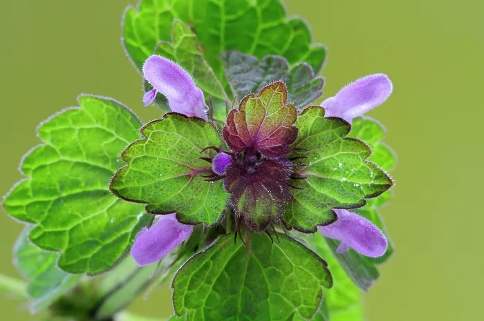 Framed Print : Red dead-nettle (Lamium purpureum) in flower, Dorset, England, UK Framed Print : Red dead-nettle (Lamium purpureum) in flower, Dorset, England, UK