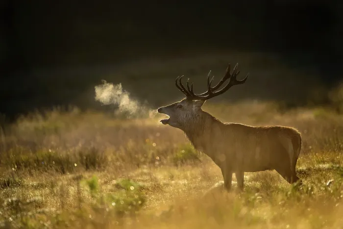 Framed Print : Red deer (Cervus elaphus) bellowing at sunrise, backlit. Richmond Park, London, UK. September Framed Print : Red deer (Cervus elaphus) bellowing at sunrise, backlit. Richmond Park, London, UK. September