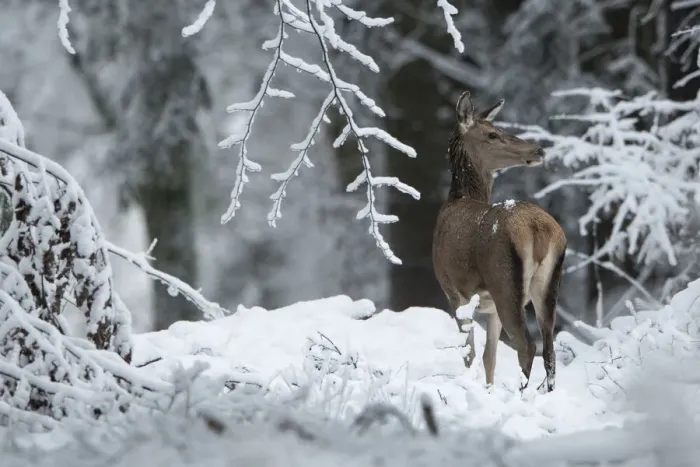 Framed Print : Red deer (Cervus elaphus) doe in winter snow, Vosges, France, January