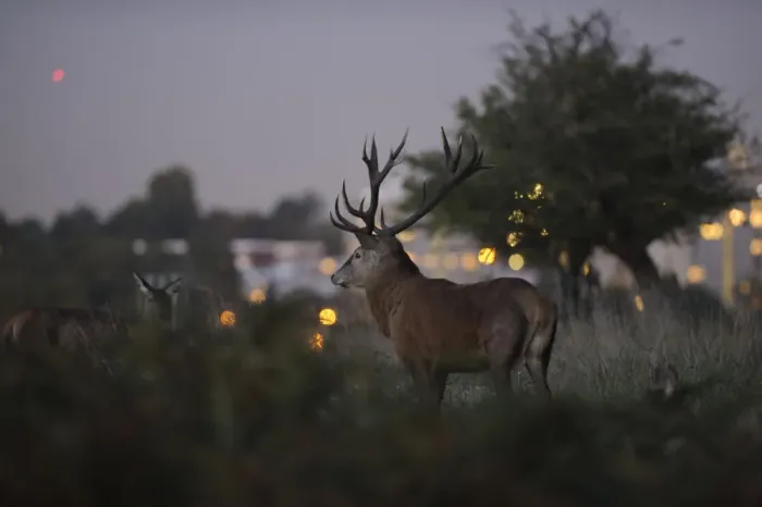 Framed Print : Red deer (Cervus elaphus) at dusk, lights of Roehampton Flats in background, Richmond Park Framed Print : Red deer (Cervus elaphus) at dusk, lights of Roehampton Flats in background, Richmond Park