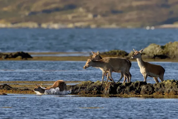 Framed Print : Red deer (Cervus elaphus) female does and young crossing water, Jura, Scotland, UK
