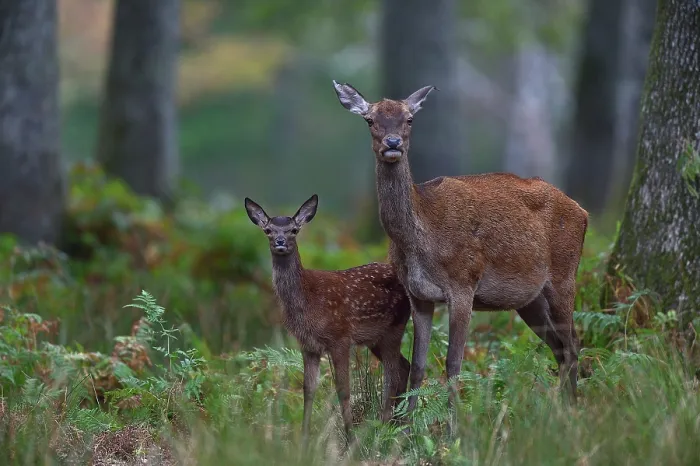 Framed Print : Red deer (Cervus elaphus) female and fawn in woodland, Yonne, Bourgogne-Franche-Comte, France. September Framed Print : Red deer (Cervus elaphus) female and fawn in woodland, Yonne, Bourgogne-Franche-Comte, France. September