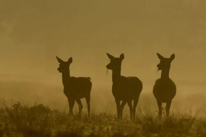 Framed Print : Red deer (Cervus elaphus) three females or hinds in silhouette in dawn mist, Leicestershire Framed Print : Red deer (Cervus elaphus) three females or hinds in silhouette in dawn mist, Leicestershire