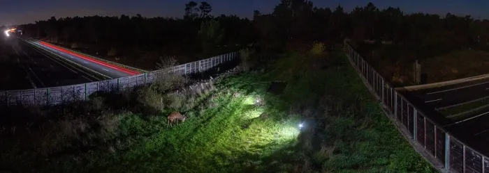 Framed Print : Red deer (Cervus elaphus) grazing at night on a wildlife crossing above the A10 highway, Charente-Maritime, France. November. Camera trap image. Stitched Framed Print : Red deer (Cervus elaphus) grazing at night on a wildlife crossing above the A10 highway, Charente-Maritime, France. November. Camera trap image. Stitched