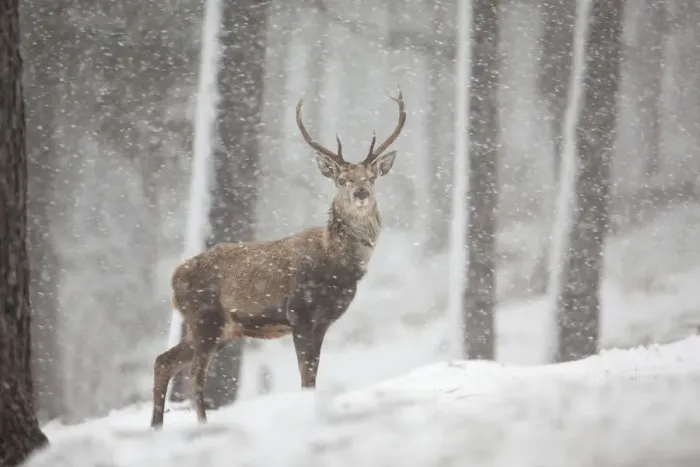 Framed Print : Red deer (Cervus elaphus) in heavy snowfall, Cairngorms National Park, Scotland Framed Print : Red deer (Cervus elaphus) in heavy snowfall, Cairngorms National Park, Scotland