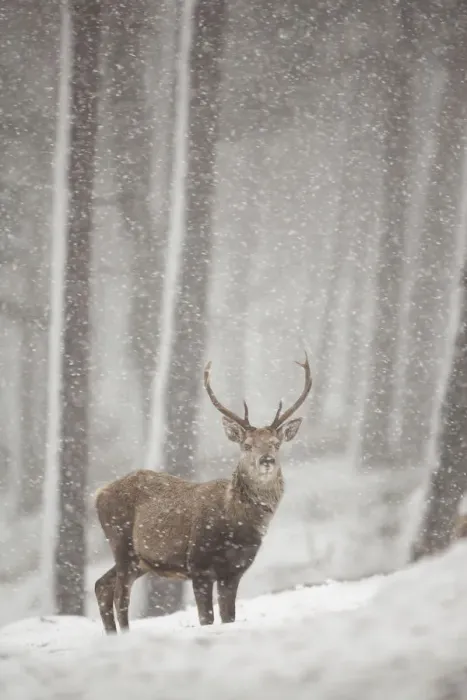 Framed Print : Red deer (Cervus elaphus) in heavy snowfall, Cairngorms National Park, Scotland Framed Print : Red deer (Cervus elaphus) in heavy snowfall, Cairngorms National Park, Scotland