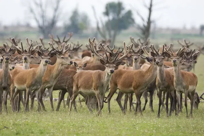 Framed Print : Red deer (Cervus elaphus) herd, Oostvaardersplassen, Netherlands, June 2009 Framed Print : Red deer (Cervus elaphus) herd, Oostvaardersplassen, Netherlands, June 2009