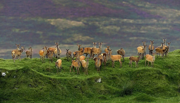 Red deer (Cervus elaphus) herd of female does and young, Jura, Scotland, UK, September