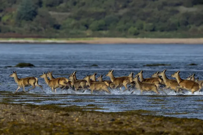 Framed Print : Red deer (Cervus elaphus) herd of female does and young crossing water, Jura, Scotland Framed Print : Red deer (Cervus elaphus) herd of female does and young crossing water, Jura, Scotland