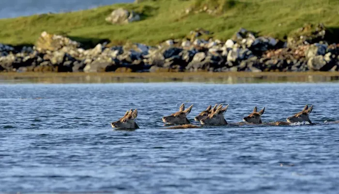 Framed Print : Red deer (Cervus elaphus) herd of female does and young swimming in coastal water Framed Print : Red deer (Cervus elaphus) herd of female does and young swimming in coastal water