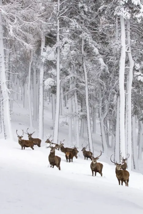 Framed Print : Red Deer (Cervus elaphus) herd in forest in snow, Cairngorms National Park, Scotland, UK Framed Print : Red Deer (Cervus elaphus) herd in forest in snow, Cairngorms National Park, Scotland, UK