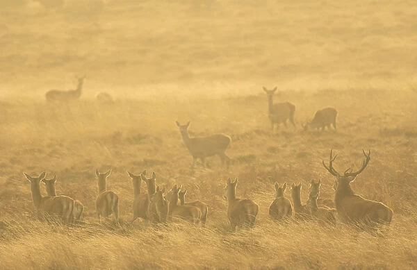 Red deer (Cervus elaphus) herd during rut in morning light. Derbyshire, England, UK