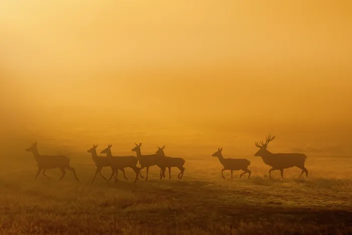 Framed Print : Red deer (Cervus elaphus) herd silhouetted at dawn, Richmond Park, London, England, UK. October Framed Print : Red deer (Cervus elaphus) herd silhouetted at dawn, Richmond Park, London, England, UK. October
