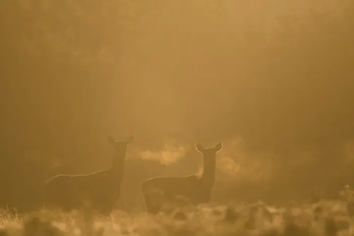 Framed Print : Red deer (Cervus elaphus) hind in early morning mist, Leicestershire, UK. October Framed Print : Red deer (Cervus elaphus) hind in early morning mist, Leicestershire, UK. October