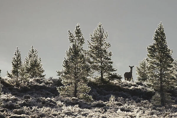 Red deer (Cervus elaphus) hind in frost covered pine forest, Cairngorms National Park