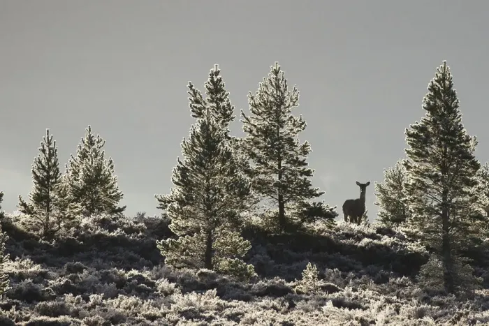 Framed Print : Red deer (Cervus elaphus) hind in frost covered pine forest, Cairngorms National Park Framed Print : Red deer (Cervus elaphus) hind in frost covered pine forest, Cairngorms National Park