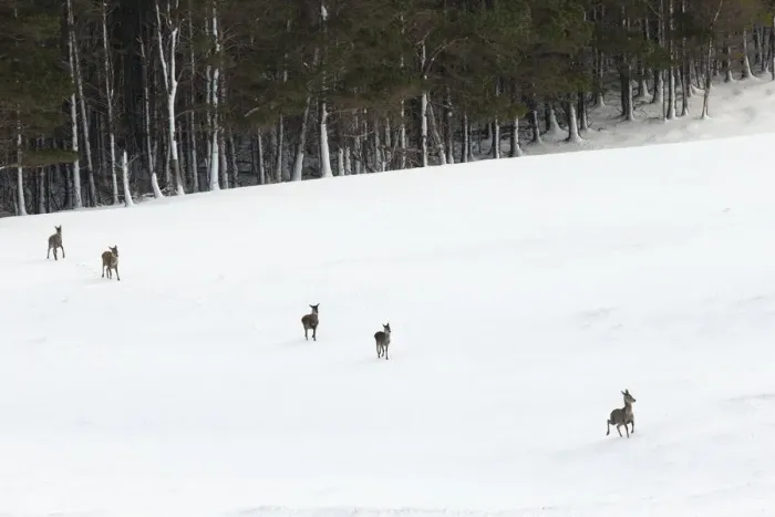 Framed Print : Red deer (Cervus elaphus) hinds leaving shelter of forest in winter, Scotland, UK Framed Print : Red deer (Cervus elaphus) hinds leaving shelter of forest in winter, Scotland, UK
