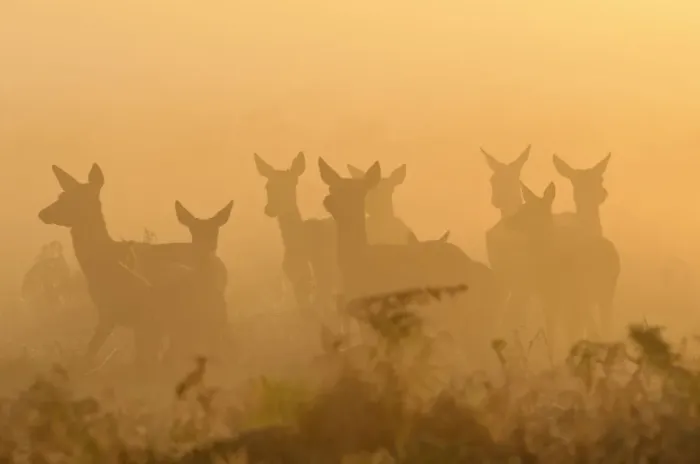 Framed Print : Red deer (Cervus elaphus) hinds in mist at sunrise, Bushy Park, London, UK, October Framed Print : Red deer (Cervus elaphus) hinds in mist at sunrise, Bushy Park, London, UK, October